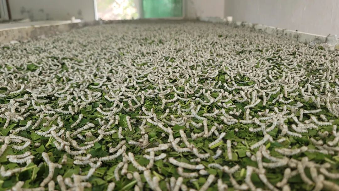 多批次！汉滨蚕桑产业发展提质效